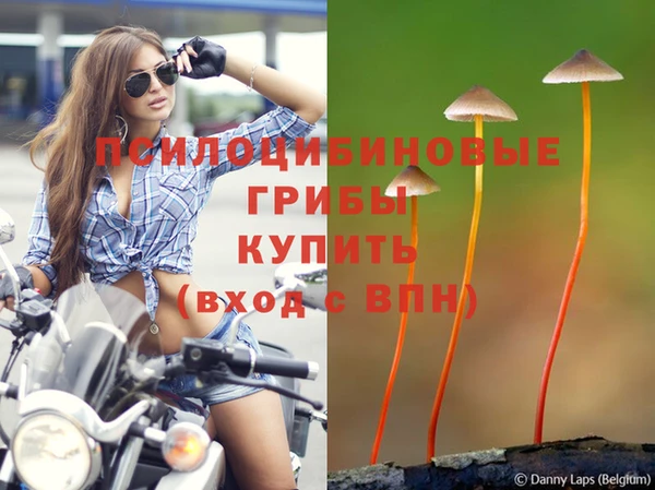 прущие грибы Белокуриха